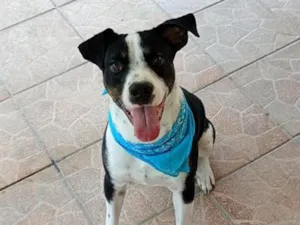 Cachorro raça SRD-ViraLata idade 2 anos nome Jojo