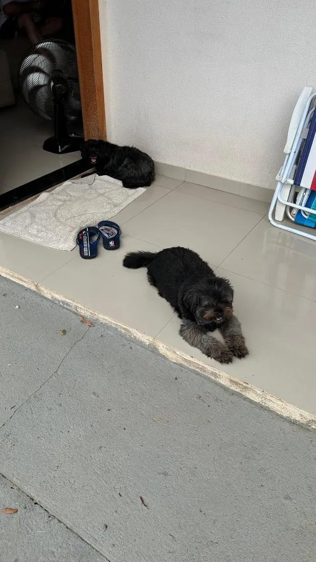 Cachorro raça Ihasa apso idade 6 ou mais anos nome Luna