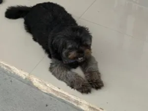 Cachorro raça Ihasa apso idade 6 ou mais anos nome Luna