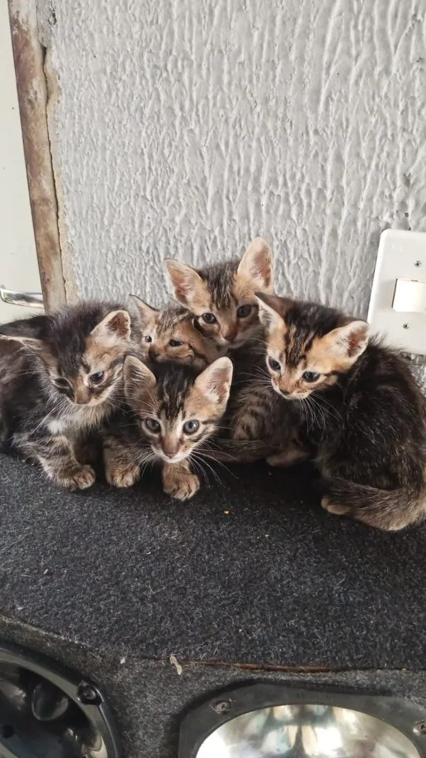 Gato raça SRD-ViraLata idade 2 a 6 meses nome não dei nome para eles