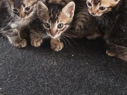 Gato raça SRD-ViraLata idade 2 a 6 meses nome não dei nome para eles