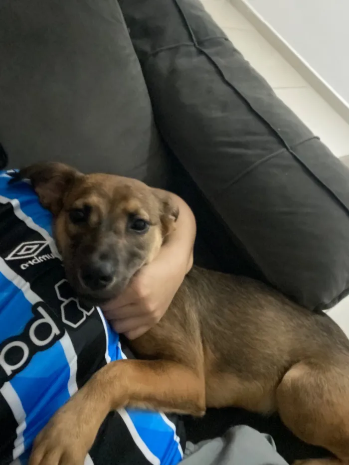 Cachorro raça SRD-ViraLata idade 2 a 6 meses nome Estopinha