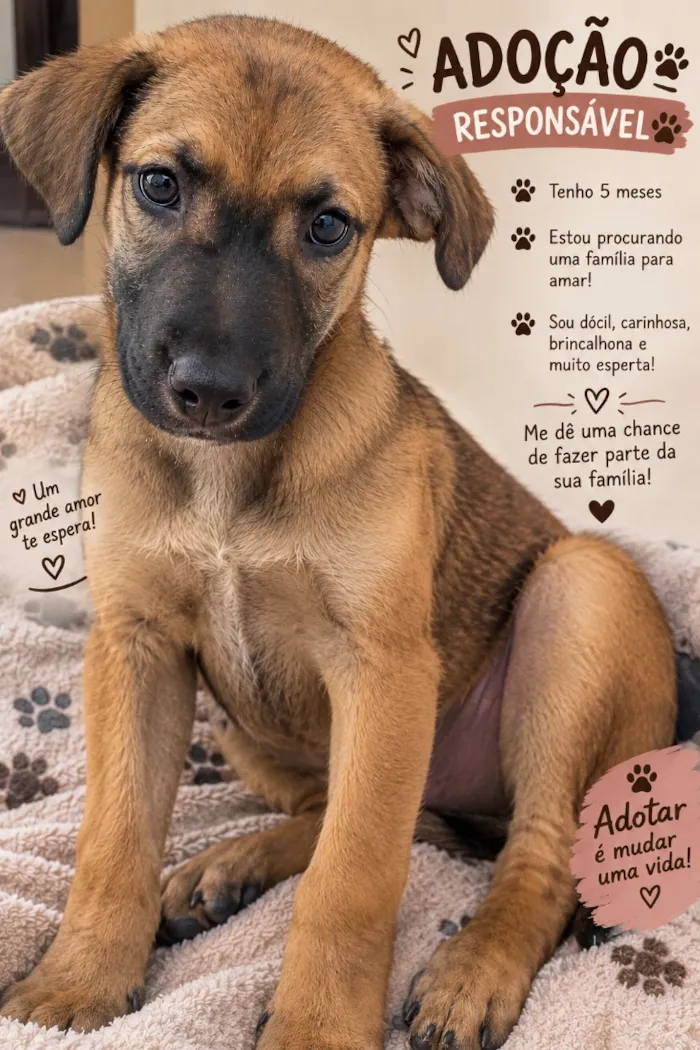 Cachorro raça SRD-ViraLata idade 2 a 6 meses nome Estopinha