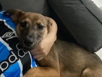 Cachorro raça SRD-ViraLata idade 2 a 6 meses nome Estopinha