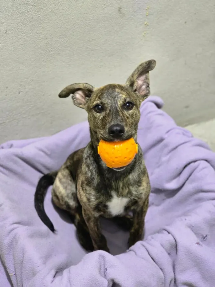 Cachorro raça SRD-ViraLata idade 2 a 6 meses nome Cachorro 