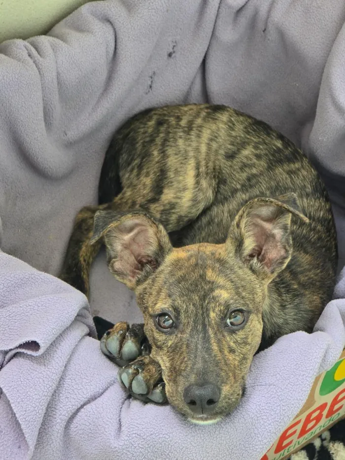 Cachorro raça SRD-ViraLata idade 2 a 6 meses nome Cachorro 