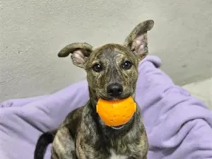 Cachorro raça SRD-ViraLata idade 2 a 6 meses nome Cachorro 