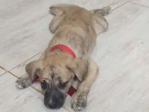 Cachorro raça SRD-ViraLata idade 2 a 6 meses nome Teddy