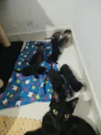 Filhotinhos