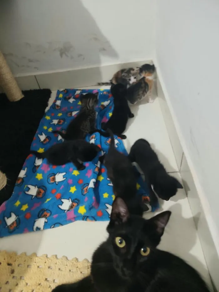Gato raça SRD-ViraLata idade Abaixo de 2 meses nome Filhotinhos