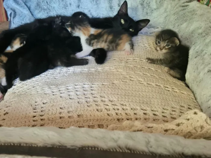 Gato raça SRD-ViraLata idade Abaixo de 2 meses nome Filhotinhos