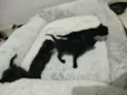 Filhotinhos