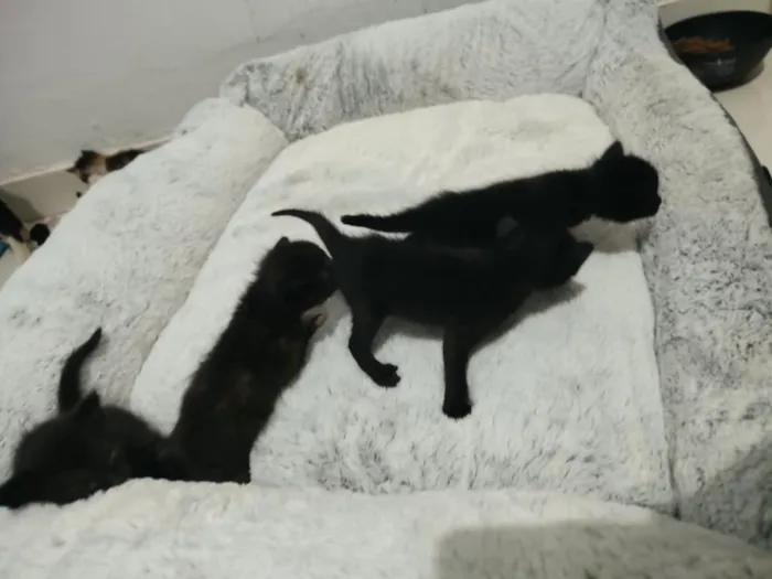 Gato raça SRD-ViraLata idade Abaixo de 2 meses nome Filhotinhos