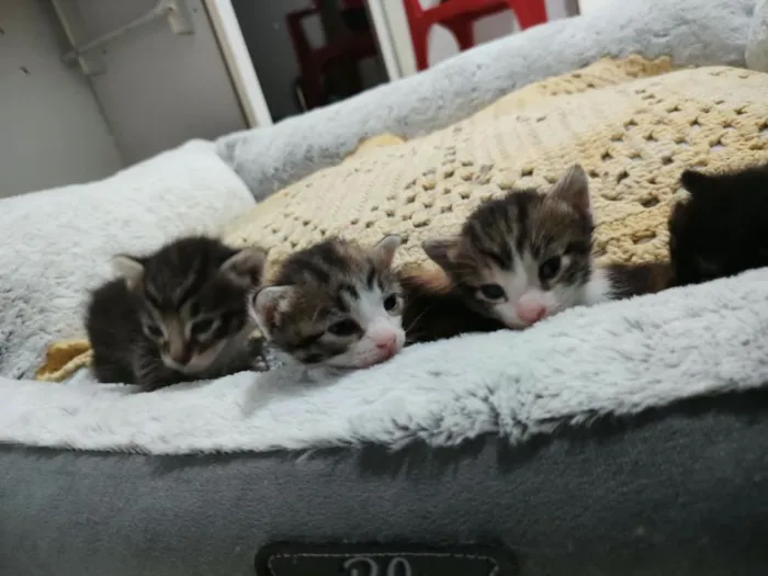 Gato raça SRD-ViraLata idade Abaixo de 2 meses nome Filhotinhos