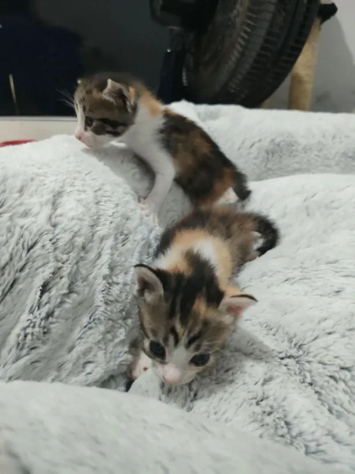 Gato raça SRD-ViraLata idade Abaixo de 2 meses nome Filhotinhos