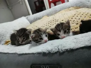 Gato raça SRD-ViraLata idade Abaixo de 2 meses nome Filhotinhos