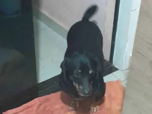 Cachorro raça SRD-ViraLata idade 5 anos nome Amendoim 