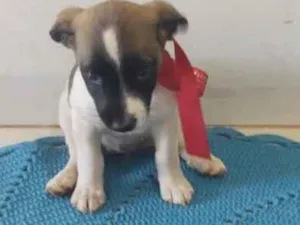 Cachorro raça SRD-ViraLata idade 2 a 6 meses nome Mel