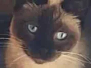 Gato raça Siamês idade 2 a 6 meses nome Não tem ainda 
