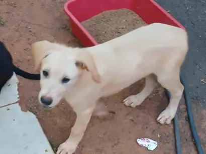 Cachorro raça SRD-ViraLata idade 2 a 6 meses nome branca e negao