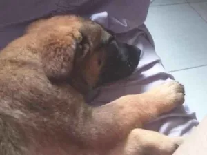 Cachorro raça SRD-ViraLata idade 2 a 6 meses nome Bella