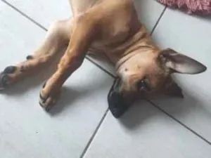 Cachorro raça SRD-ViraLata idade 2 a 6 meses nome Nescau
