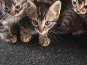Gato raça SRD-ViraLata idade 2 a 6 meses nome não dei nome para eles