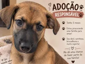 Cachorro raça SRD-ViraLata idade 2 a 6 meses nome Estopinha