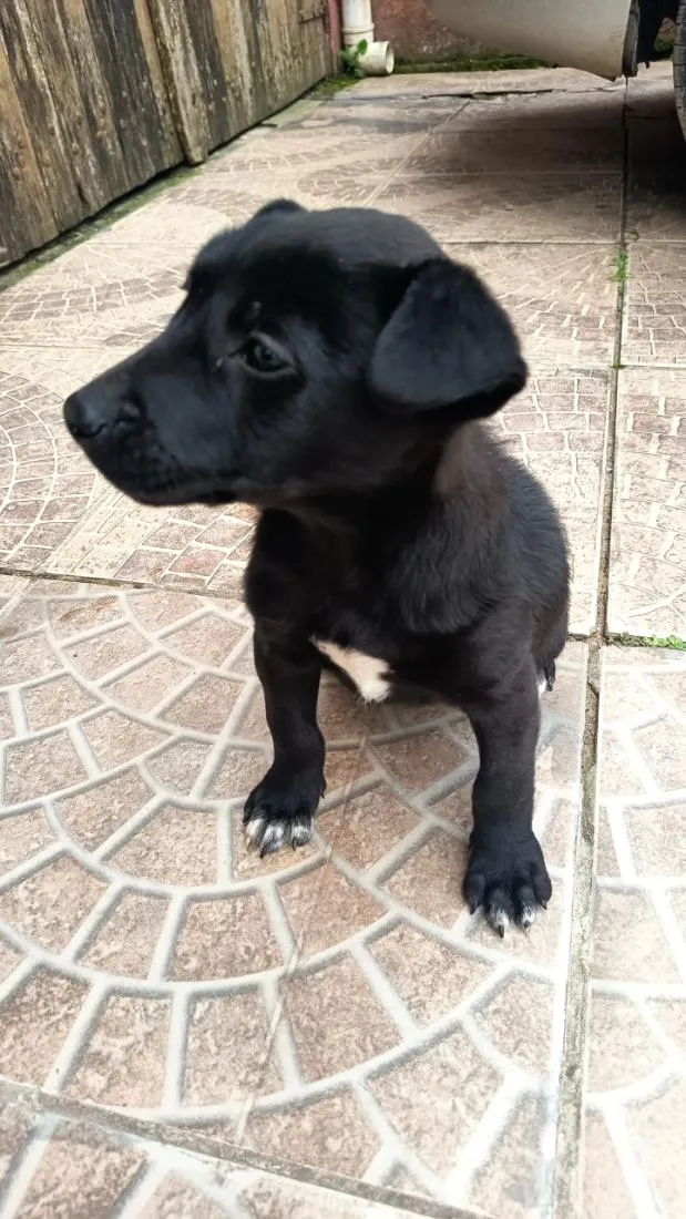 Cachorro raça SRD-ViraLata idade 2 a 6 meses nome princesa 