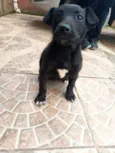 princesa 