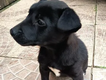Cachorro raça SRD-ViraLata idade 2 a 6 meses nome princesa 