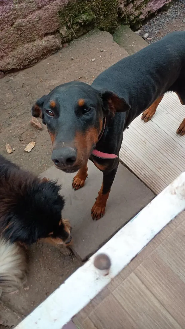 Cachorro raça Dobermann idade 1 ano nome titã 