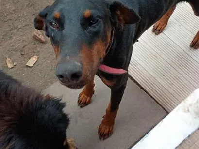 Cachorro raça Dobermann idade 1 ano nome titã 