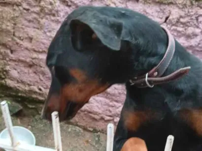 Cachorro raça Dobermann idade 1 ano nome titã 