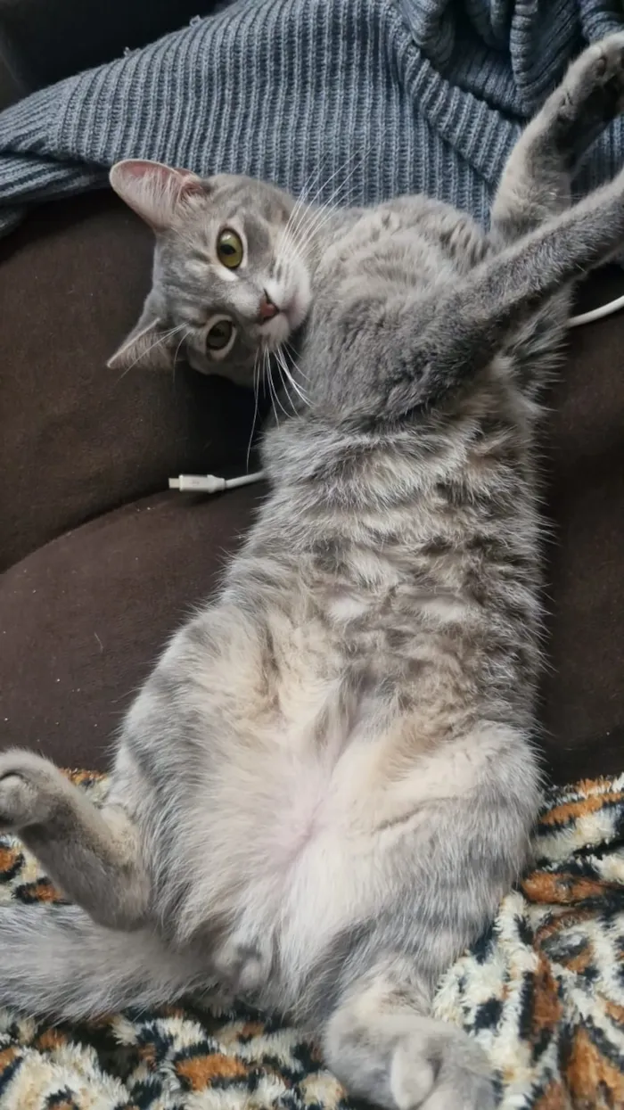 Gato raça SRD-ViraLata idade 7 a 11 meses nome Asterix