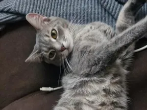 Gato raça SRD-ViraLata idade 7 a 11 meses nome Asterix