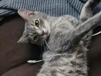Gato raça SRD-ViraLata idade 7 a 11 meses nome Asterix