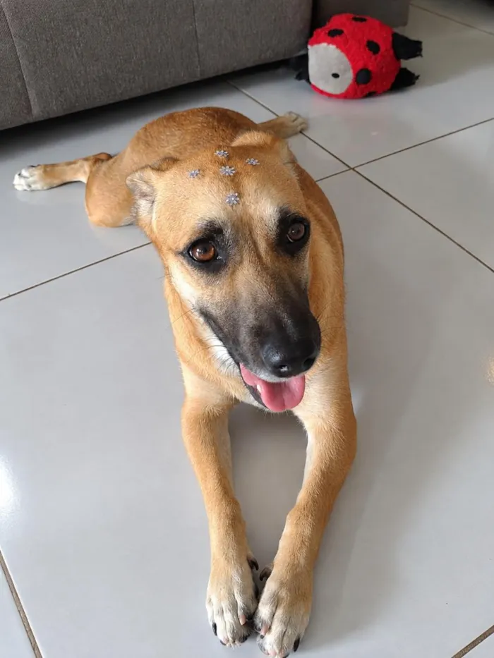 Cachorro raça SRD-ViraLata idade 2 a 6 meses nome Skye