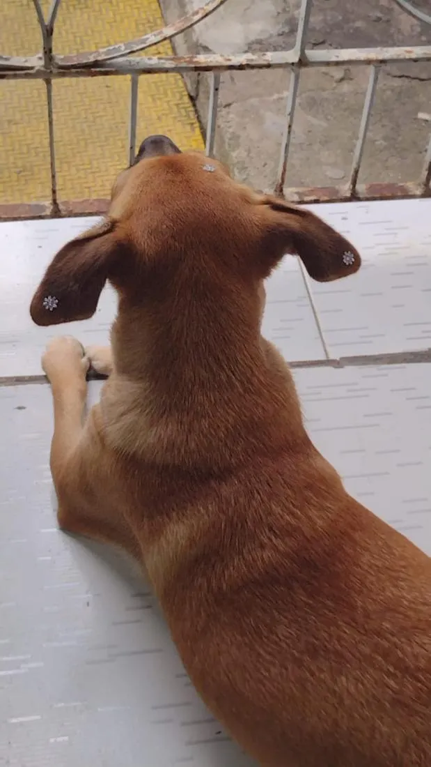 Cachorro raça SRD-ViraLata idade 2 a 6 meses nome Skye