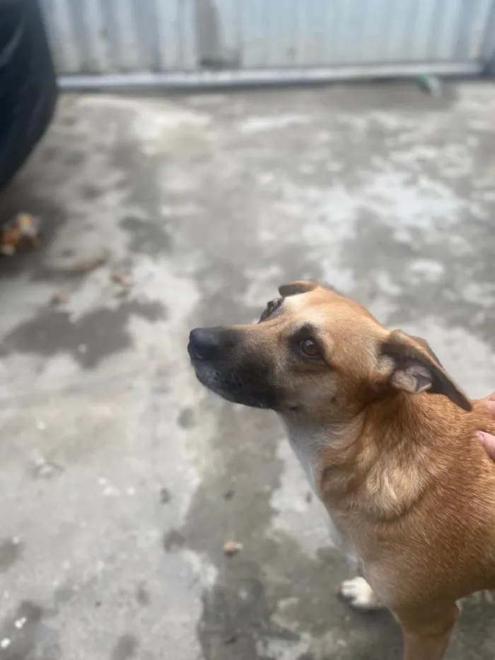 Cachorro raça SRD-ViraLata idade 2 a 6 meses nome Skye