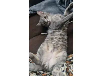 Gato raça SRD-ViraLata idade 7 a 11 meses nome Asterix