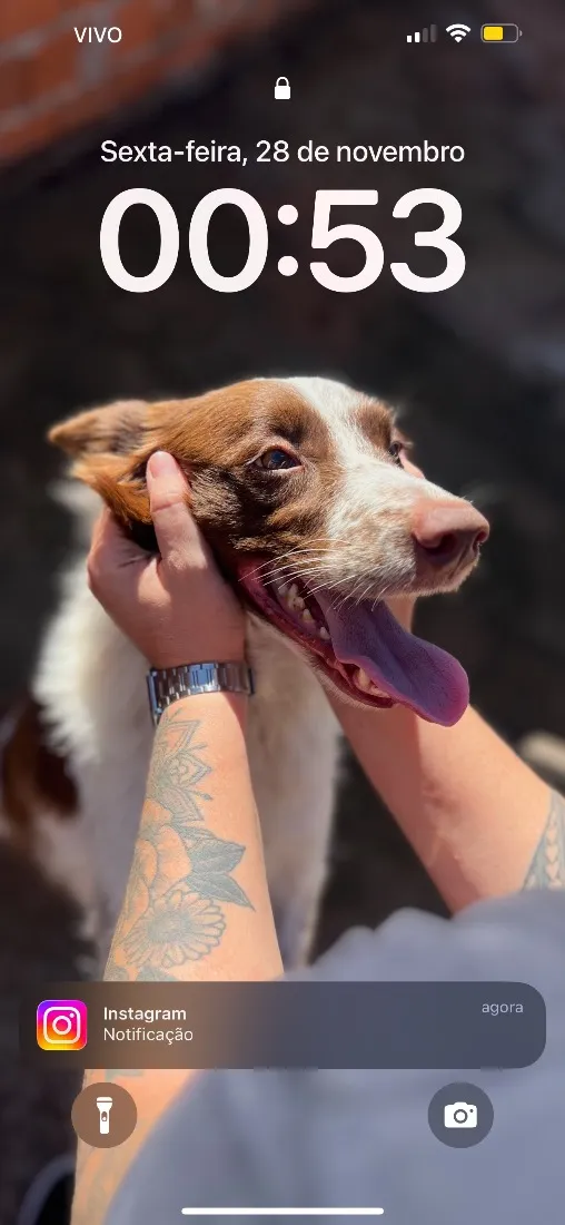 Cachorro raça SRD-ViraLata idade 5 anos nome Meg