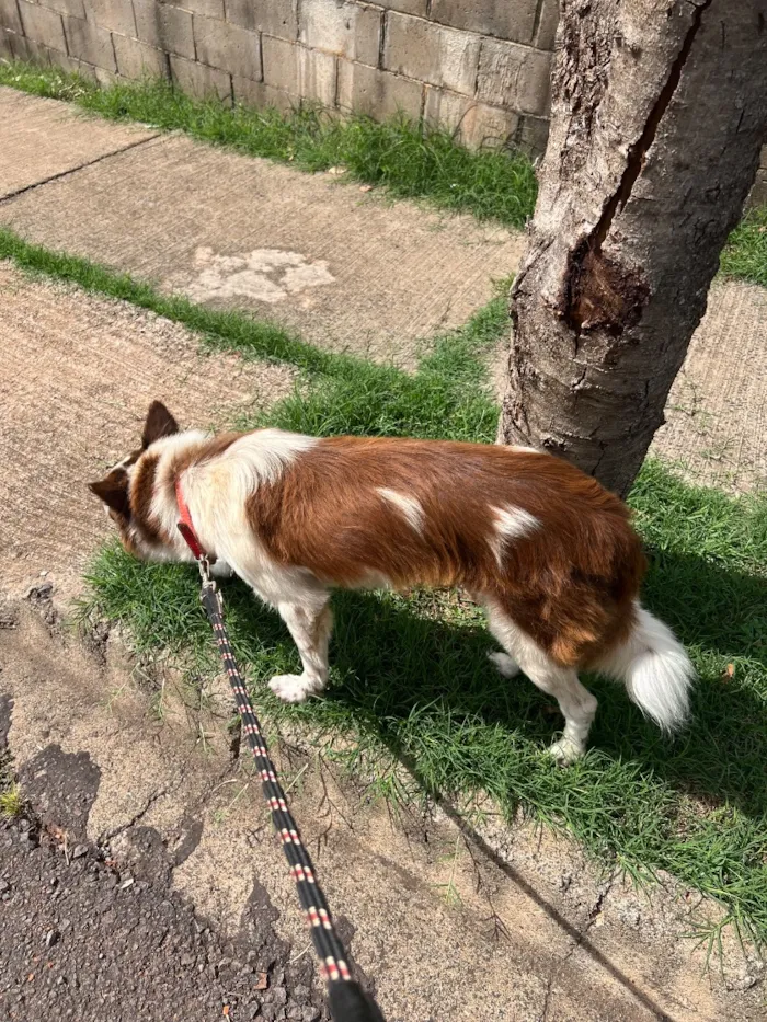 Cachorro raça SRD-ViraLata idade 5 anos nome Meg