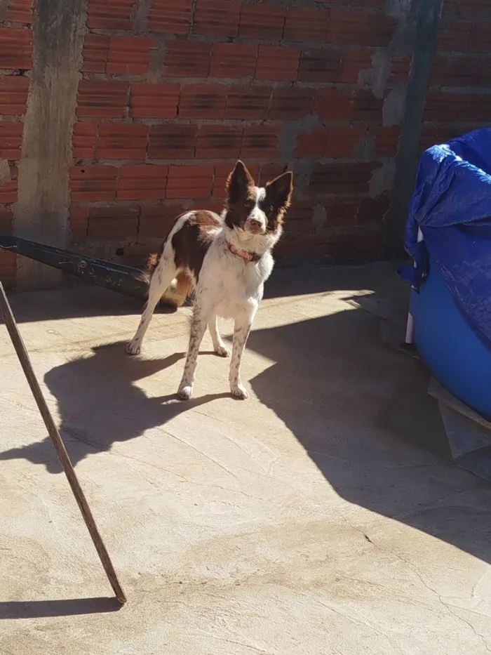 Cachorro raça SRD-ViraLata idade 5 anos nome Meg