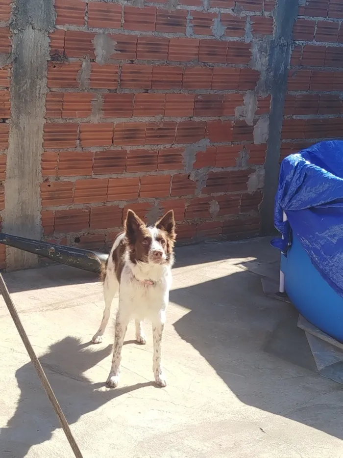 Cachorro raça SRD-ViraLata idade 5 anos nome Meg