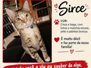 Gato raça SRD-ViraLata idade 7 a 11 meses nome Sirce