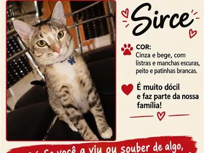 Gato raça SRD-ViraLata idade 7 a 11 meses nome Sirce