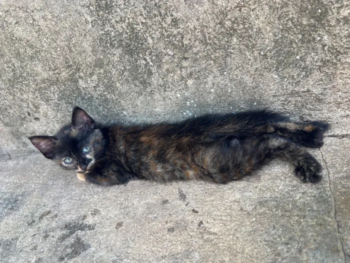 Gato raça SRD-ViraLata idade 2 a 6 meses nome Malhado