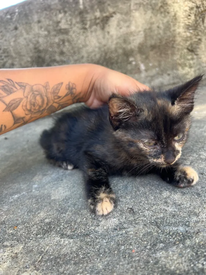 Gato raça SRD-ViraLata idade 2 a 6 meses nome Malhado