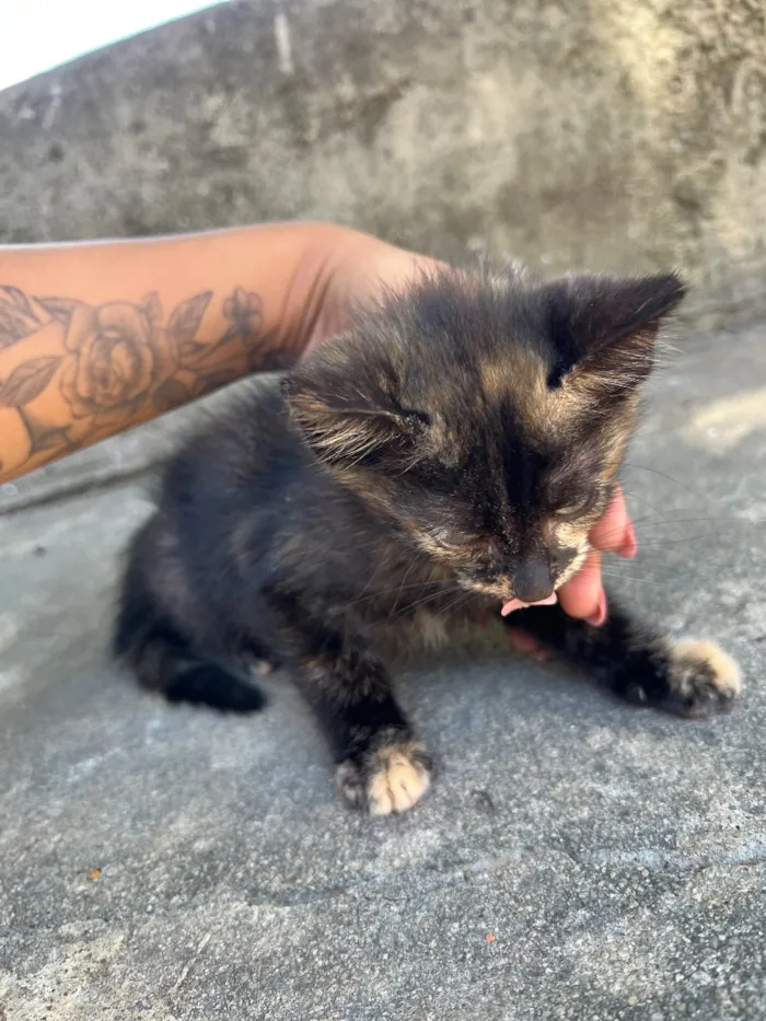Gato raça SRD-ViraLata idade 2 a 6 meses nome Malhado